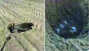 அமெரிக்க கடற்கரையில் அரிய வகை கடல் ஆமை முட்டையிட்டது: விஞ்ஞானிகள் வியப்பு!