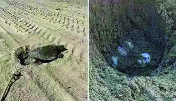 அமெரிக்க கடற்கரையில் அரிய வகை கடல் ஆமை முட்டையிட்டது: விஞ்ஞானிகள் வியப்பு!